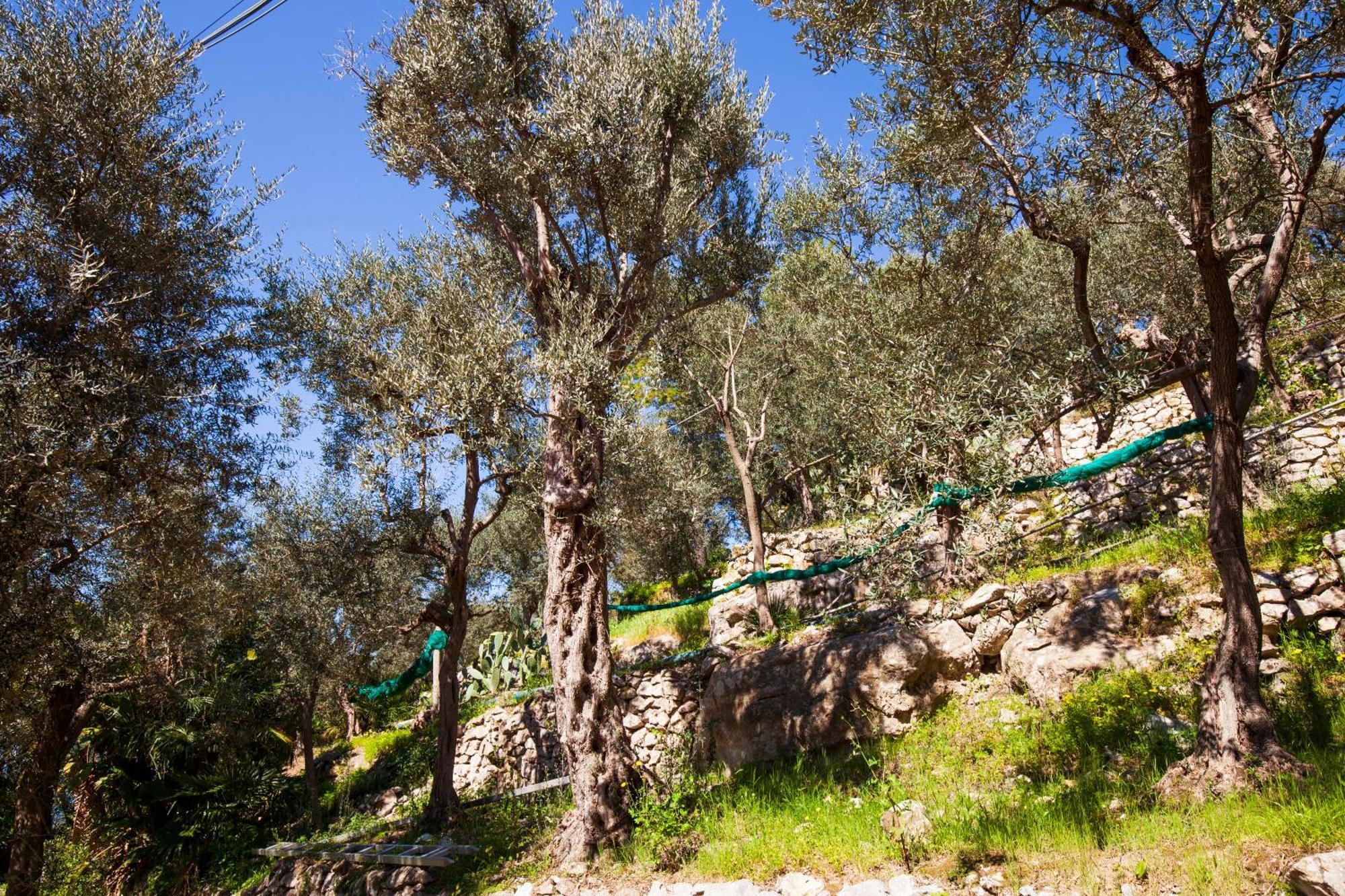 Un Paradiso A Sorrento Con Piscina Massa Lubrense Buitenkant foto